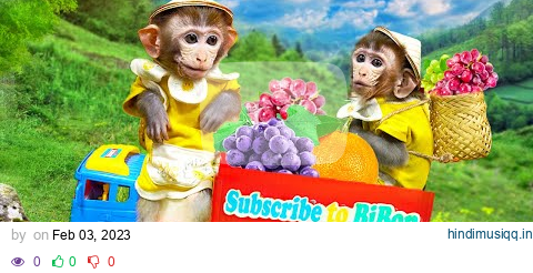 Baby Monkey Bi Bon harvest fruits and and pokes hive at the farm so funny | Animals Home Monkey pagalworld mp3 song download