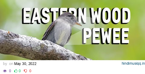 Eastern Wood Pewee Nestling pagalworld mp3 song download