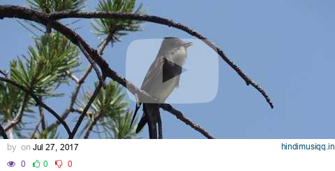 Western Wood Pewee (Contopus sordidulus) Calling Singing - Lawrence E. Wood Picnic Area pagalworld mp3 song download