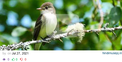 Willow Flycatcher song and call pagalworld mp3 song download