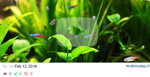 Stunning Tropical Aquarium Fish & The Best Relax Music pagalworld mp3 song download