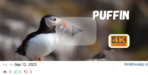 Puffin|Mating dance of the puffin bird|Most beautiful Bird in the word-puffin|Animal|Puffin-4k|4KUHD pagalworld mp3 song download