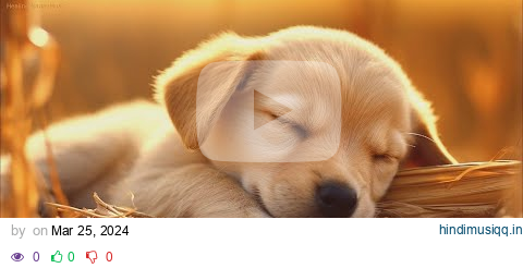 20 HOURS of Dog Calming Music For Dogs🎵🐶Separation Anxiety Relief Music🎵💖dog relaxation🎵 NadanMusic pagalworld mp3 song download