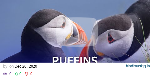 Puffins Pairing Up | Stormborn | BBC Scotland pagalworld mp3 song download