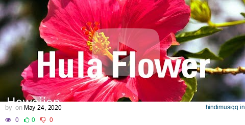 Hula Flower Beautiful Tropical Music & Relaxing Hawaiian Music LIVE for Paradise Holiday pagalworld mp3 song download