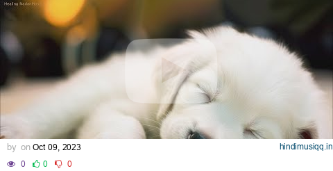 20 HOURS of Deep Sleep Dog Calming Music🐶🎵Anti Separation Anxiety Relief🐶🎵Dog Music 💖🎵 NadanMusic pagalworld mp3 song download