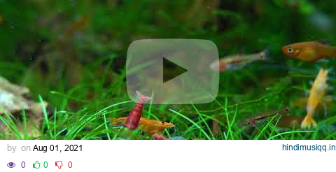 Shrimp aquarium - 4K Relax pagalworld mp3 song download