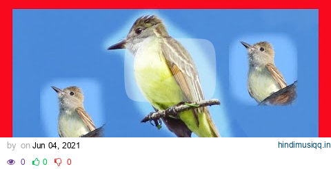 Great Crested Flycatcher Song, Great Crested Flycatcher Call! Great Flycatcher! - Myiarchus Crinitus pagalworld mp3 song download