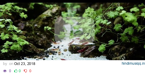 Planted Tank Aquascape 35g w/ Calming Music [long] pagalworld mp3 song download