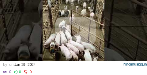 Lots of pigs! #shorts #trending #cute #auction pagalworld mp3 song download