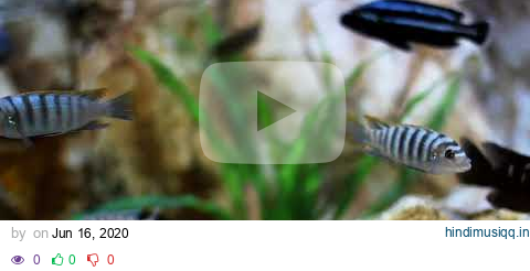 Stunning Tropical Aquarium Fish & The Best Relax Music | Instrumental Music | Ambien Tea pagalworld mp3 song download