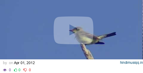 Eastern Wood-Pewee (singing) pagalworld mp3 song download