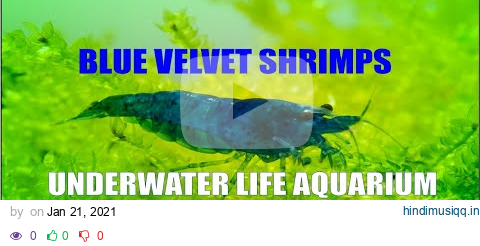 Blue Velvet Shrimp Aquarium DEEP RELAX VIDEO 2021 4k pagalworld mp3 song download