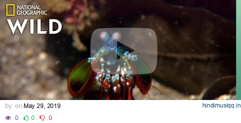 Mantis Shrimp Packs a Punch | Predator in Paradise pagalworld mp3 song download