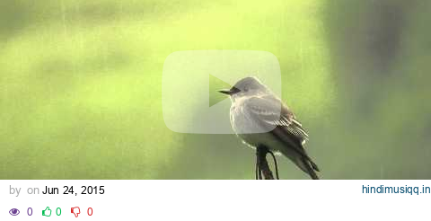 Contopus sordidulus - Western Wood-Pewee - Sibundoy Putumayo pagalworld mp3 song download