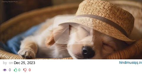 20 HOURS of Dog Calming Music For Dogs🎵🐶Anti Separation Anxiety Relief💖🐶Dog Sleep Music🎵 NadanMusic pagalworld mp3 song download