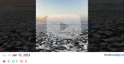 Thousands of dead fish wash ashore in Freeport beach, Texas pagalworld mp3 song download