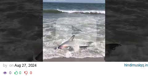 Thresher shark washes ashore on NYC beach - ABC News pagalworld mp3 song download