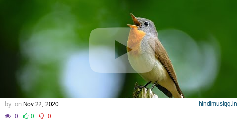 Bird sounds – Red-breasted flycatcher (Ficedula parva) pagalworld mp3 song download