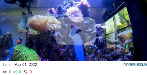 1 Hour of Stunning Nano Reef Tank Relaxation | Zen Music pagalworld mp3 song download