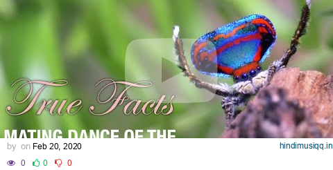 True Facts Mating Dance of The Peacock Spider (feat. Quinta Brunson) pagalworld mp3 song download