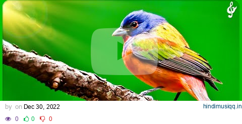 Beautiful Relaxing Music With Bird Sounds 🦜 Piano Music, Positive Energy For Morning, Study and Work pagalworld mp3 song download