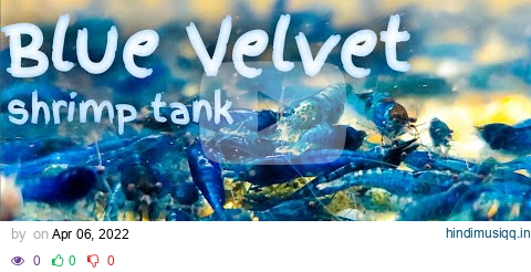 Blue Velvet Shrimp Tank pagalworld mp3 song download