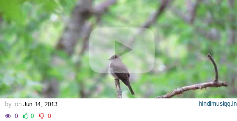 Song of the eastern wood-pewee pagalworld mp3 song download