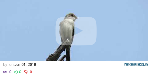 Western Wood Pewee (Contopus sordidulus) Perched, Waiting on Insects pagalworld mp3 song download