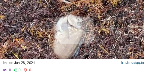 Dead fish washing ashore caused by cold water upwelling, officials say pagalworld mp3 song download