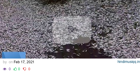 Thousands of Dead Fish Wash Ashore in Chile pagalworld mp3 song download