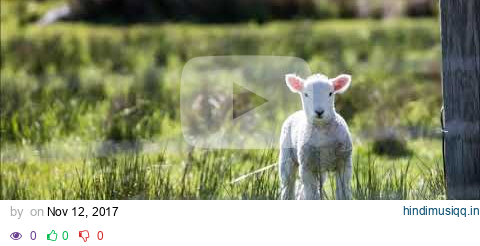 The Sacrifice Lamb - LAMB - JOEL CHERNOFF THE OFFICIAL CHANNEL pagalworld mp3 song download