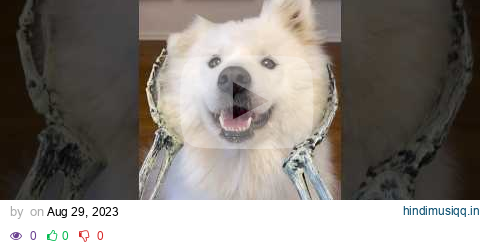 When you’re more beauty than brains 🥰 #dog #funny #samoyed #cuteanimals #smoothbrain pagalworld mp3 song download