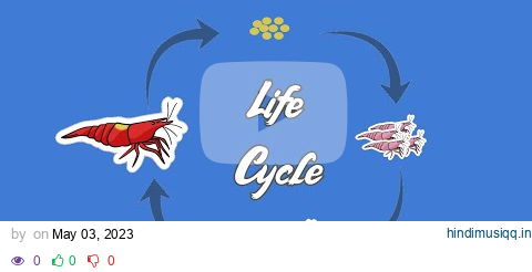 The Truly FASCINATING Life Cycle of the Humble Red Cherry Shrimp pagalworld mp3 song download