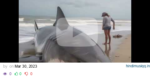 Great white shark washed up North Carolina pagalworld mp3 song download