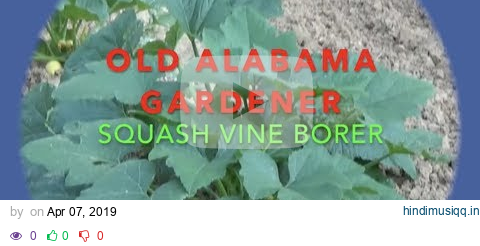 SQUASH VINE BORER (MY SECRET FIX) HOW I DO IT (OAG) pagalworld mp3 song download