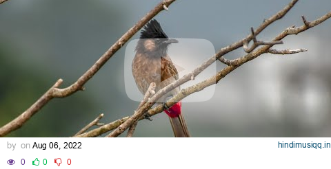 Red vented bulbul | Bird watching | Rajaji national park pagalworld mp3 song download