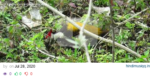 Lesser goldenback wood pecker Rajaji National Park pagalworld mp3 song download