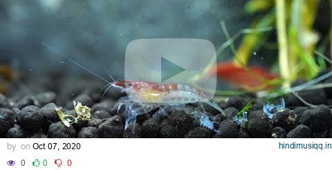 Underwater Wednesday - Nano Shrimp Tank + Lofi vibes to relax & study pagalworld mp3 song download