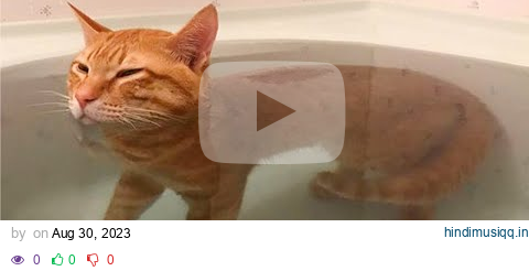 When Ginger Cats Proved Just How Hilariously Unpredictable They Really Are 🤣 pagalworld mp3 song download