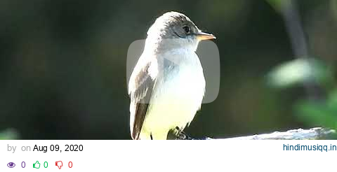 Western wood pewee Contopus sordidulus 6 15 19 Cranberry Lake pagalworld mp3 song download