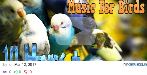 10 Hours+ || Calming Music For Birds || Budgies || Relaxing Music to Tame your Birds #3 pagalworld mp3 song download