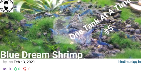 40 Gallon Pygmy Corydoras / Blue Dream Shrimp! pagalworld mp3 song download