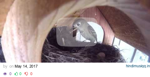 Western Wood Pewee Nest pagalworld mp3 song download