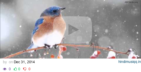 Eastern Bluebird Song pagalworld mp3 song download