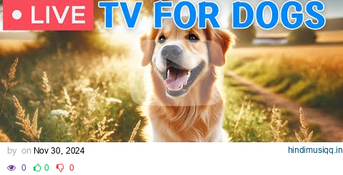 🔴 24 Hours of TV for Dogs🎵Calming Dog music🐾🩷Separation anxiety & stress-relieving Music for Dogs pagalworld mp3 song download