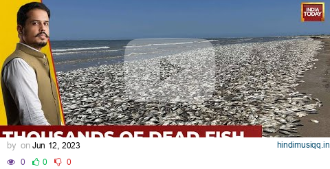 Thousands Of Dead Fish Wash Up On Texas Beach Due To Lack Of Oxygen pagalworld mp3 song download