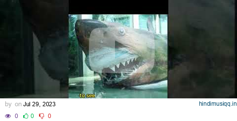 The Saddest Shark in the World #discovery #theworld #secret #pooram #rosie pagalworld mp3 song download