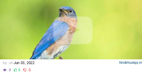 The sound of the Eastern bluebird - Bird Sounds | 10 Hours pagalworld mp3 song download