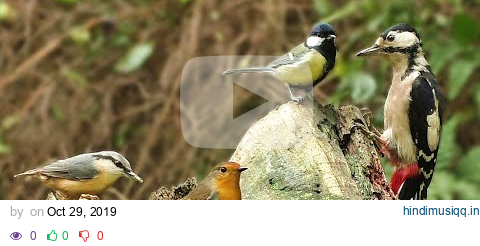 Bird Sounds Spectacular  8 HOURS of Beautiful British Birds pagalworld mp3 song download